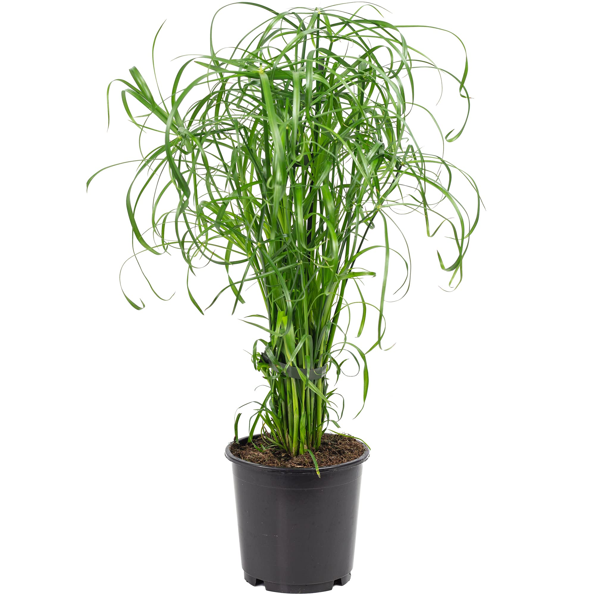 prix de gros Herbe de Chypre - Cyperus Alternifolius - Hauteur : env. 60 cm - Diamètre du pot : 14 cm wzxeFUlb3 frais